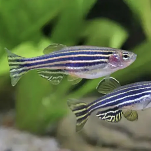 Danio - Zebra (Danio rerio)