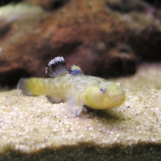 Goby - Desert (Chlamydogobius eremius)