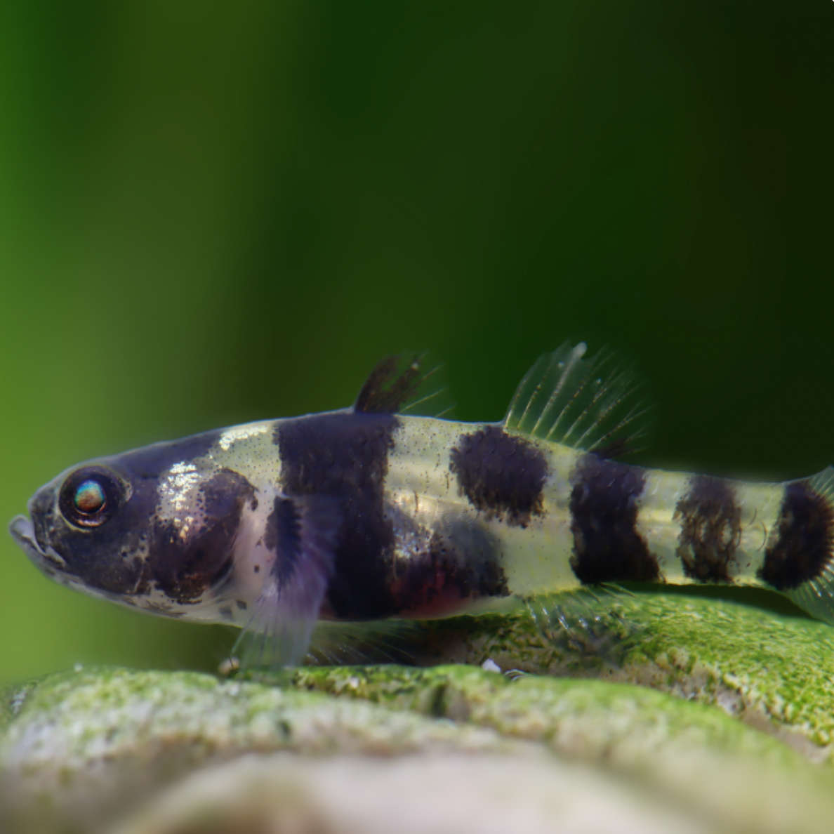 Goby - Dwarf Bumble Bee (Brachygobius ocelot)