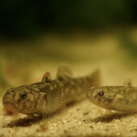 Goby - Tadpole (Chlamydogobius ranunculus)