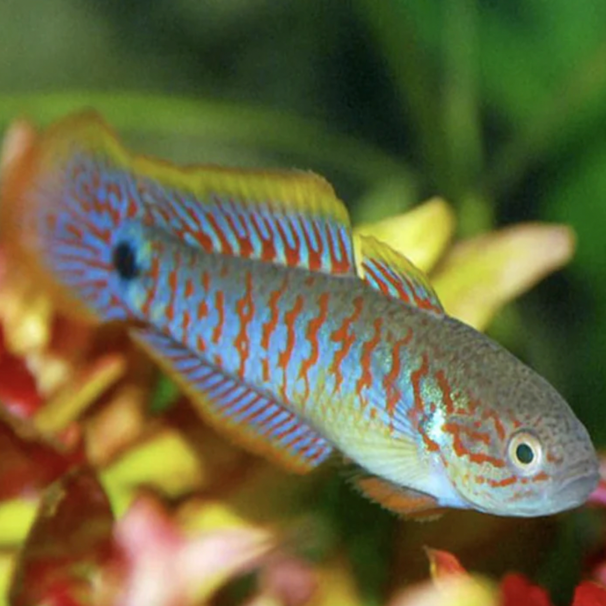 Gudgeon - Peacock (Tateurndina ocellicauda)