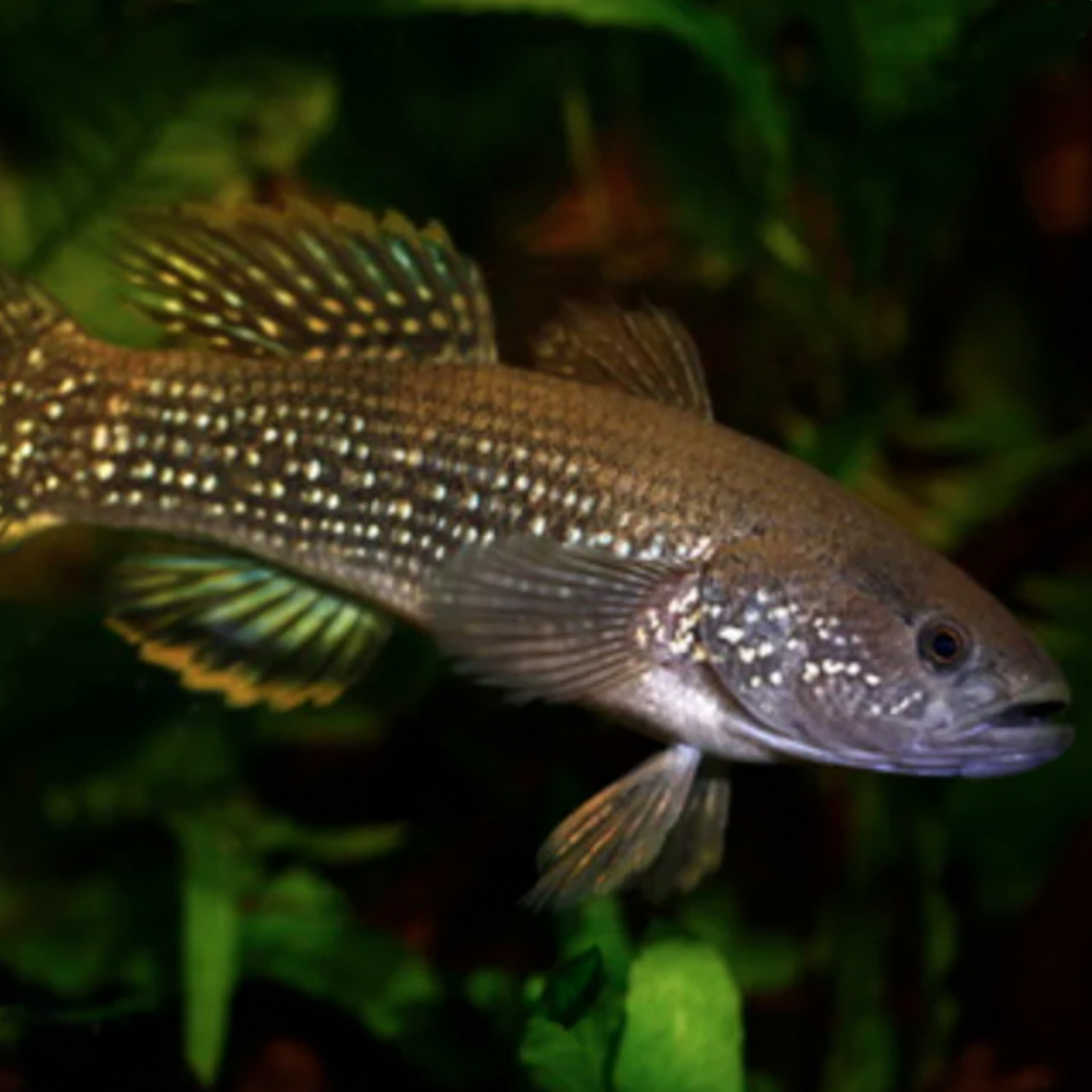 Gudgeon - Spangled (Ophiocara porocephala)
