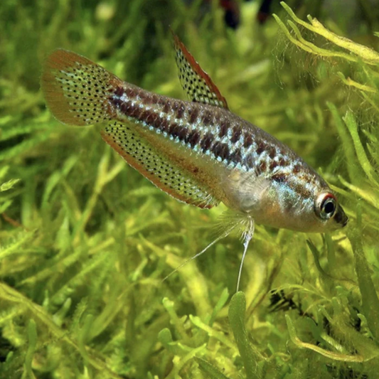 Gourami - Sparkling (Trichopsis pumila)