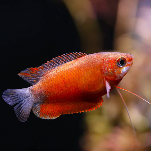 Gourami - Red Honey Dwarf (Trichogaster chuna)