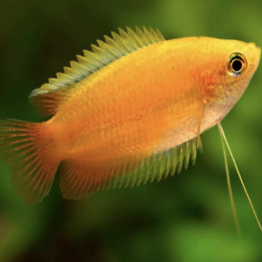 Gourami - Golden Honey Dwarf (Trichogaster chuna)