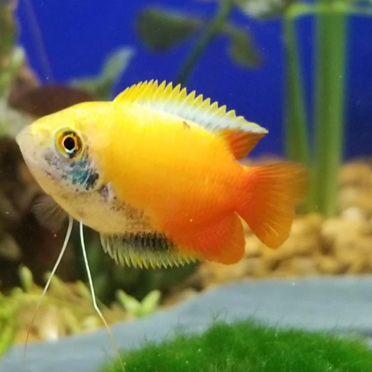 Gourami - Firetail Honey Dwarf (Trichogaster chuna)