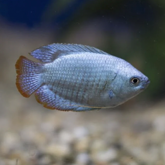 Gourami - Dwarf Blue Coral (Trichogaster lalius)