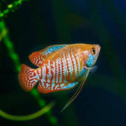 Gourami - Dwarf (Trichogaster lalius)