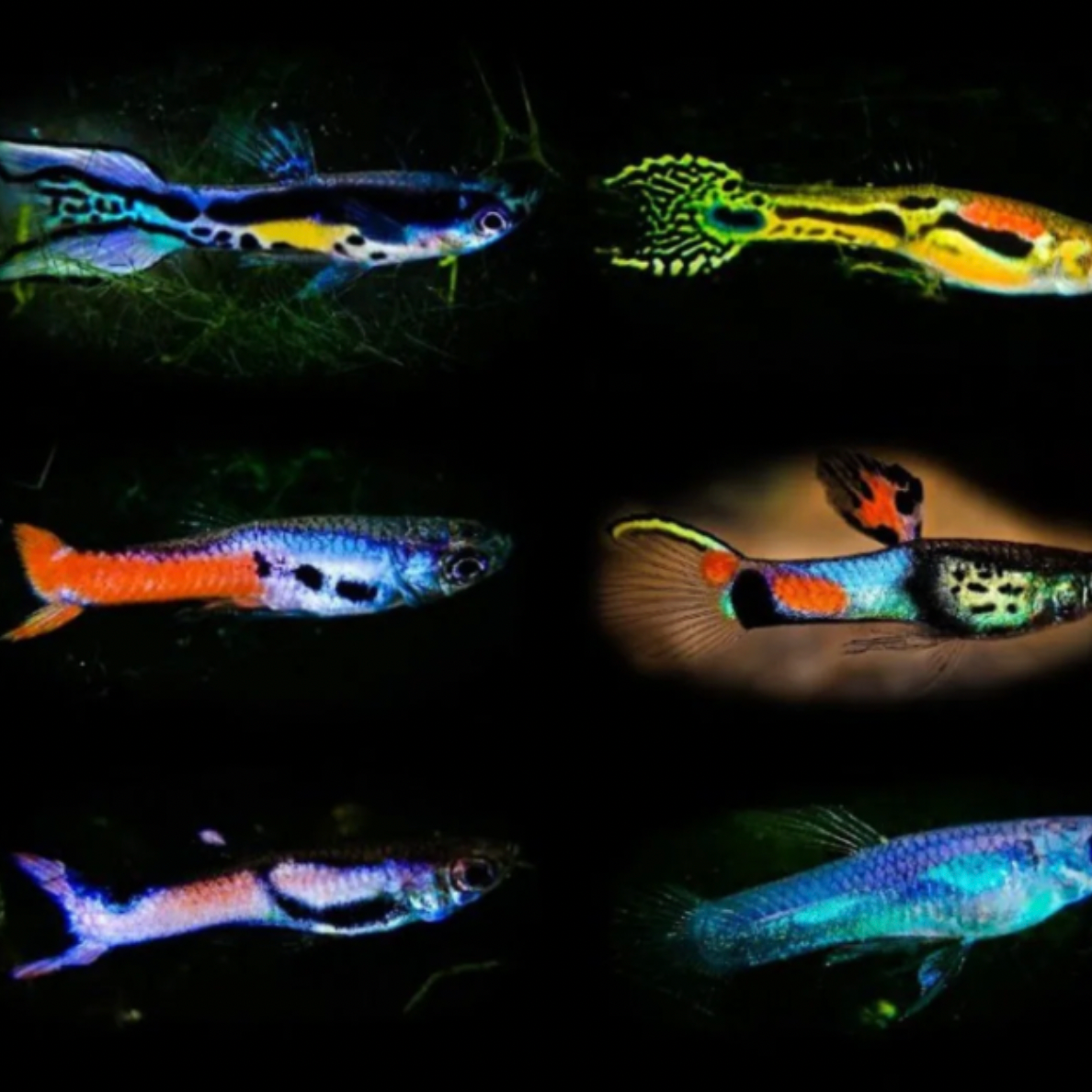 Endler Guppy - Assorted (Poecilia wingei)