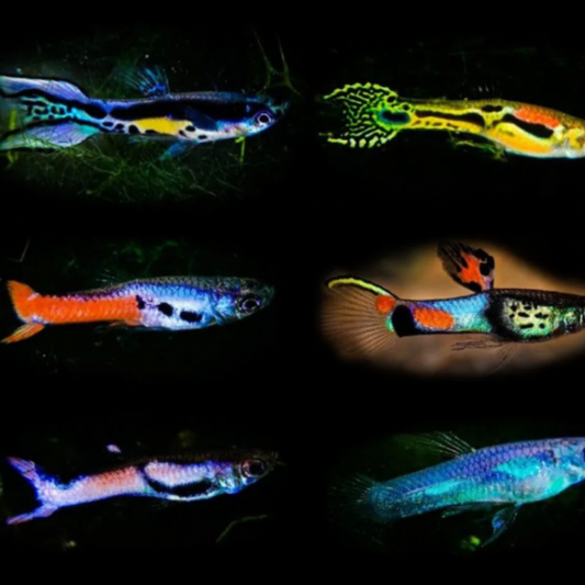 Endler Guppy - Assorted (Poecilia wingei)