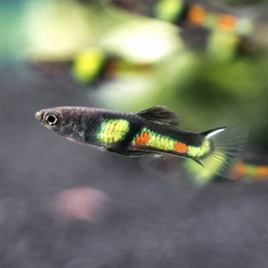 Endler Guppy - El Tigre (Poecilia wingei)