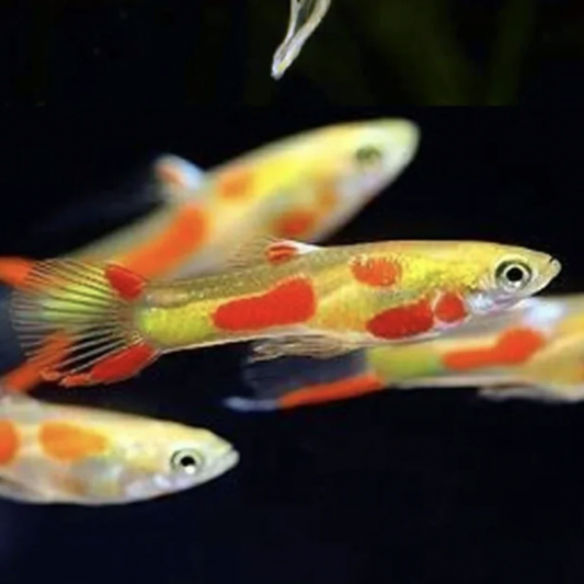 Endler Guppy - Neon Blonde (Poecilia wingei)