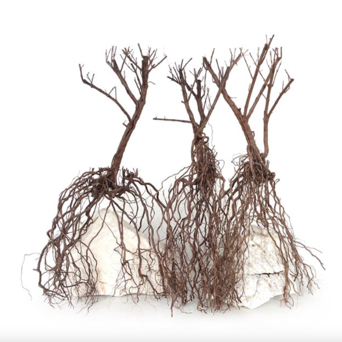 WYLD Scapes - Whiskers Wood