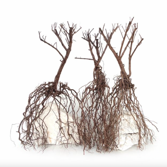 WYLD Scapes - Whiskers Wood
