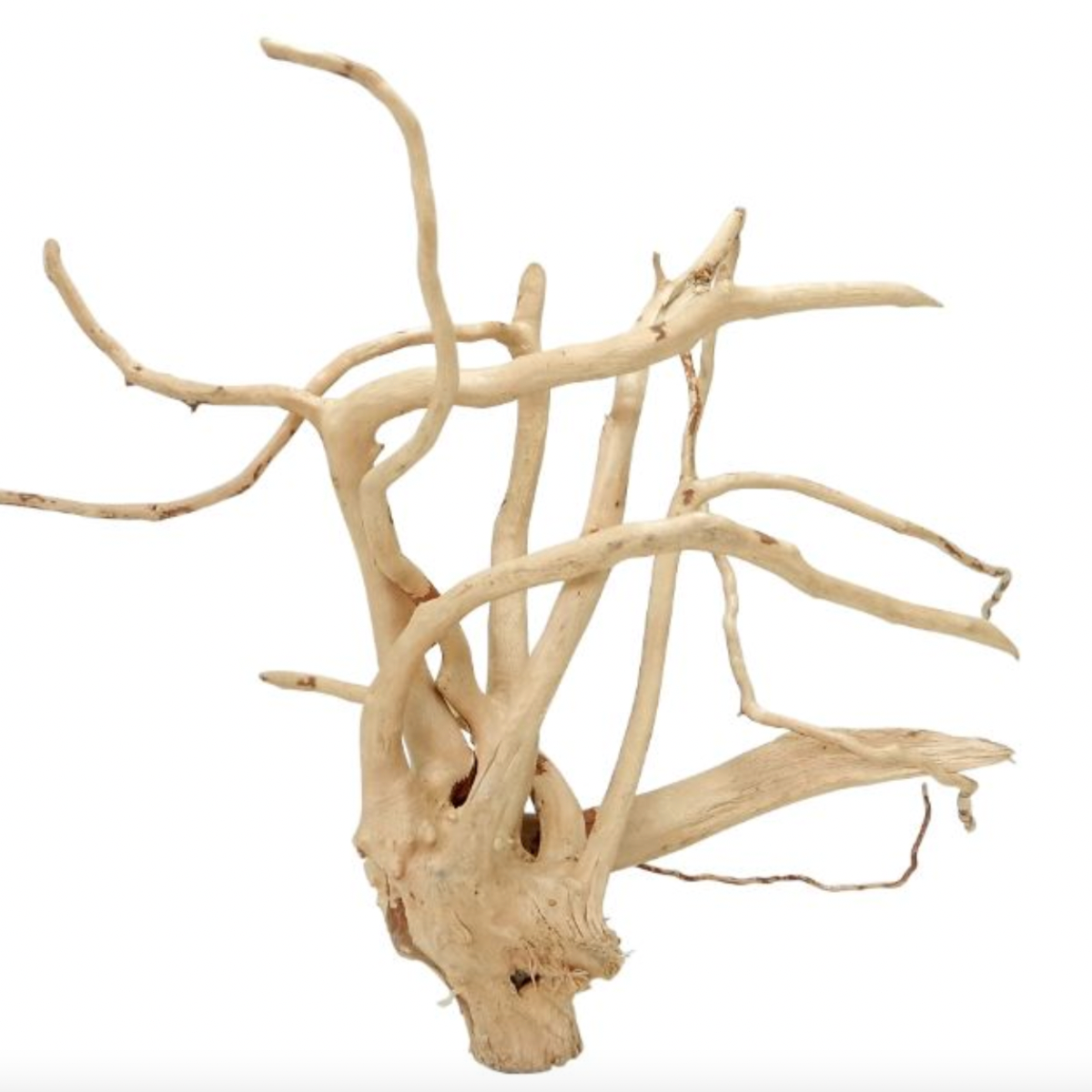 WYLD Scapes - Spider Wood