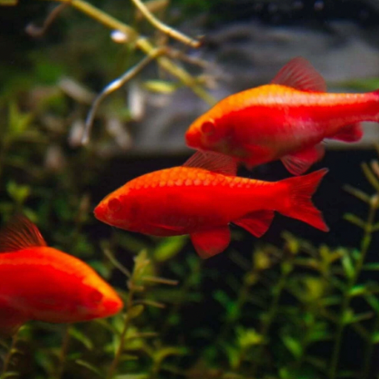 Barb - Albino Cherry (Puntius titteya)
