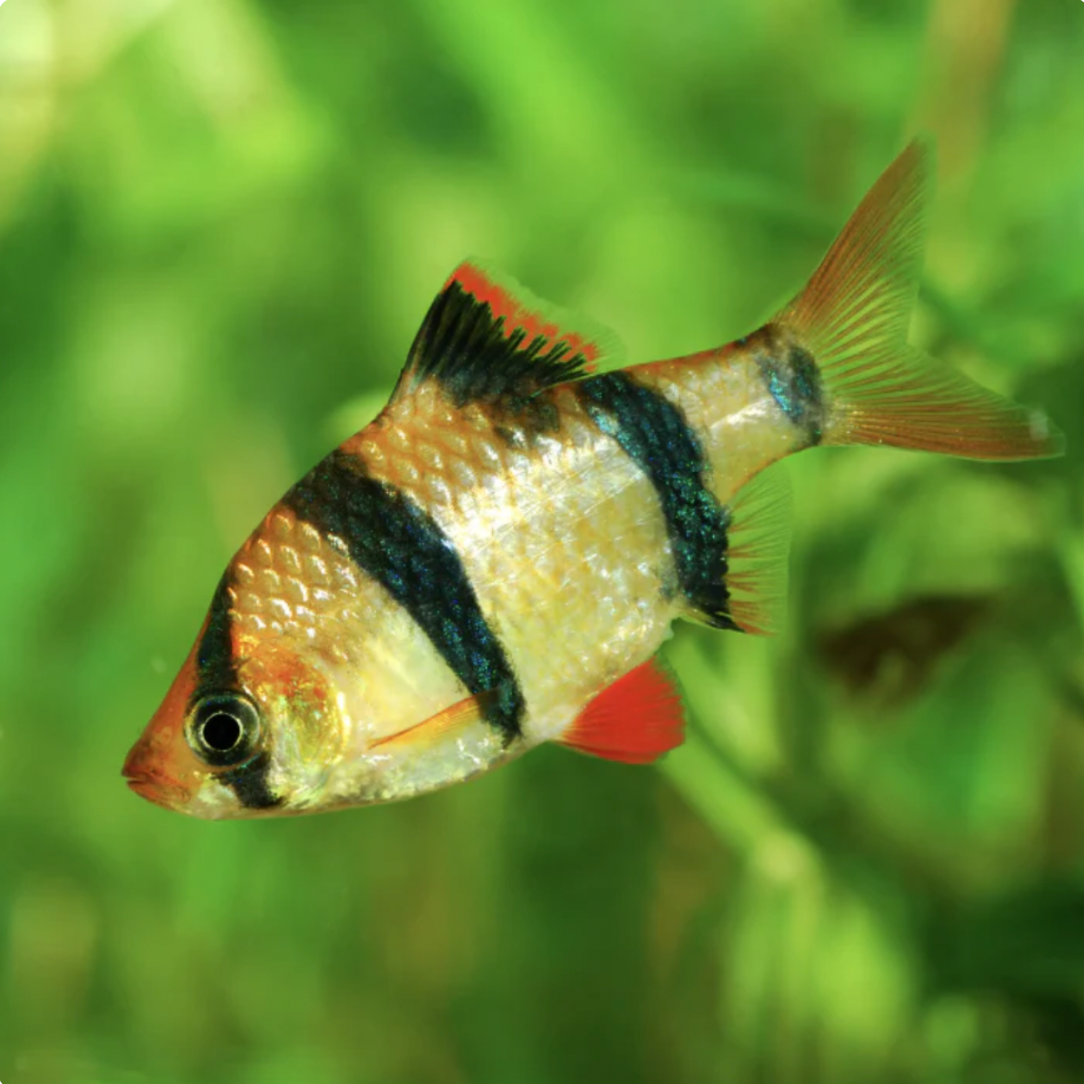 Barb - Tiger (Puntius tetrazona)