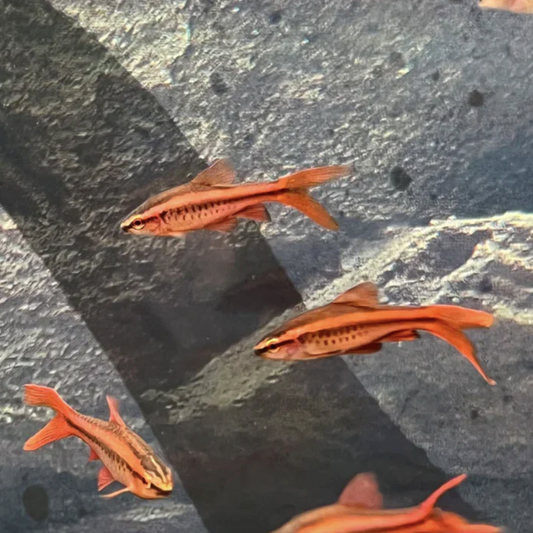 Barb - Long Fin Cherry (Puntius titteya)