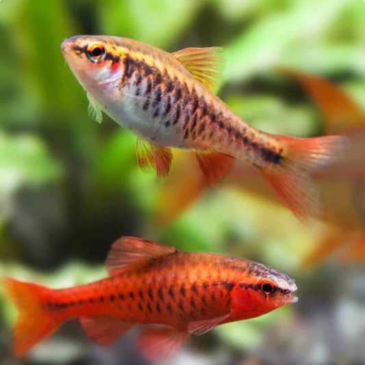 Barb - Cherry (Puntius titteya)