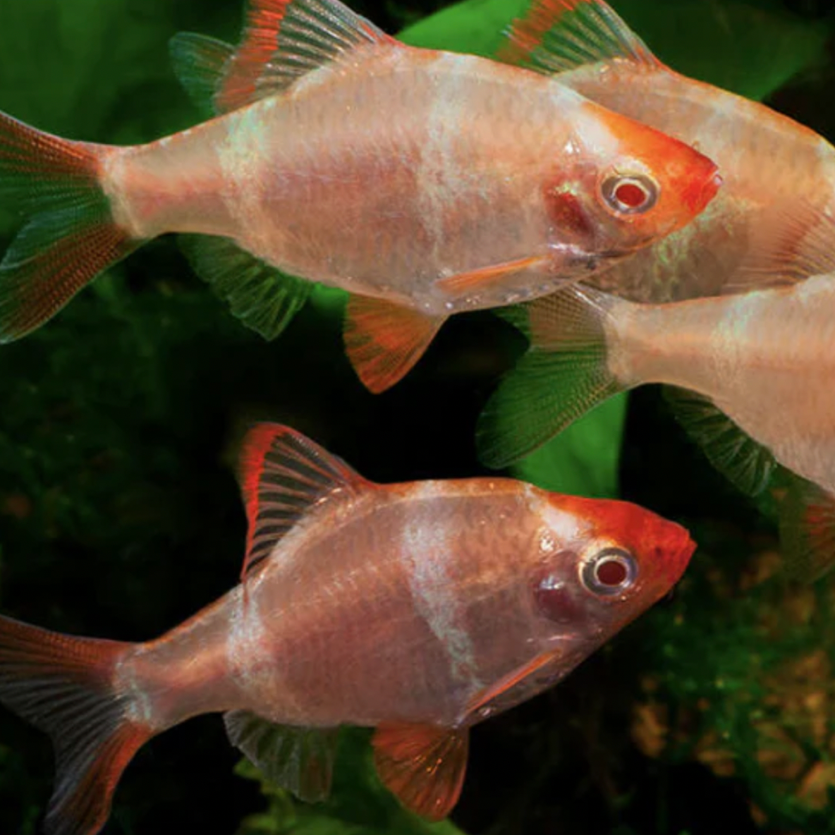 Barb - Albino Tiger (Puntius tetrazona)