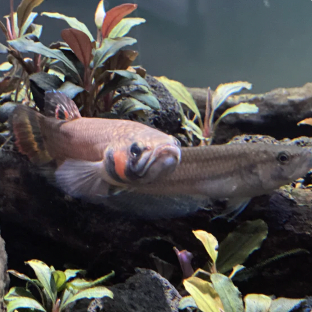 Betta - Macrostoma (Betta macrostoma)