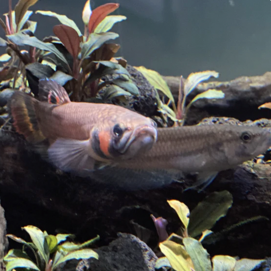 Betta - Macrostoma (Betta macrostoma)