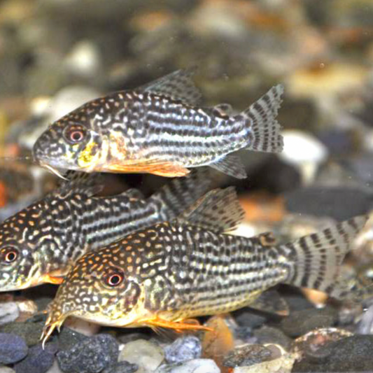 Corydoras - Sterbai (Corydoras sterbai)