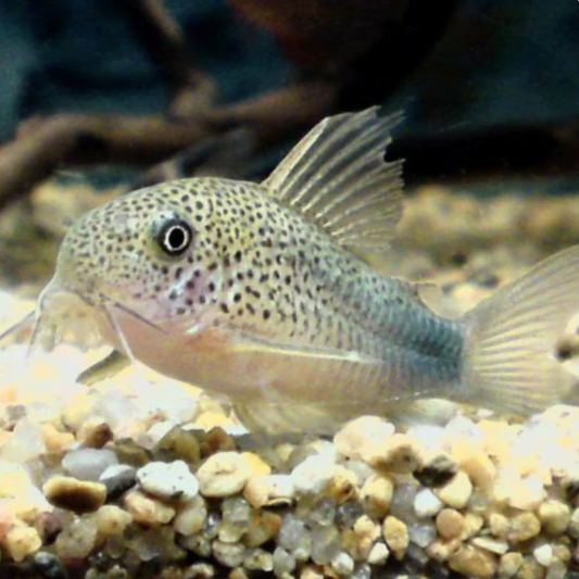 Corydoras - Smudge Spot (Hoplisoma similis)
