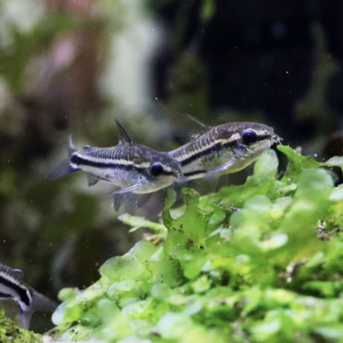 Corydoras - Pygmy (Corydoras pygmaeus)