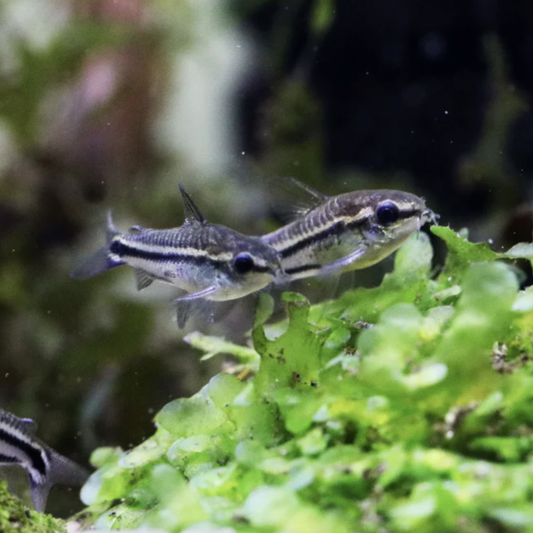 Corydoras - Pygmy (Corydoras pygmaeus)