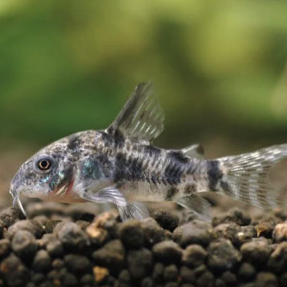 Corydoras - Peppered (Corydoras paleatus)