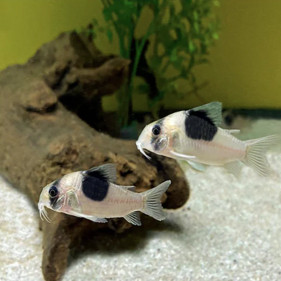 Corydoras - New Panda CW051 (Hoplisoma sp. “CW051”)