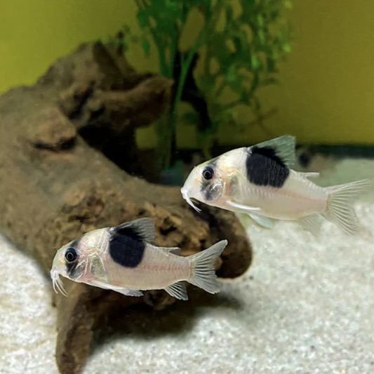 Corydoras - New Panda CW051 (Hoplisoma sp. “CW051”)