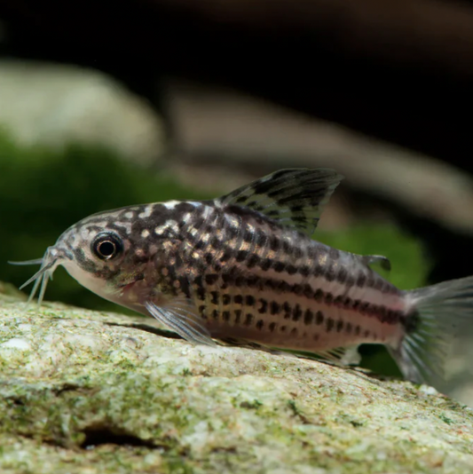 Corydoras - Napoensis (Corydoras napoensis)