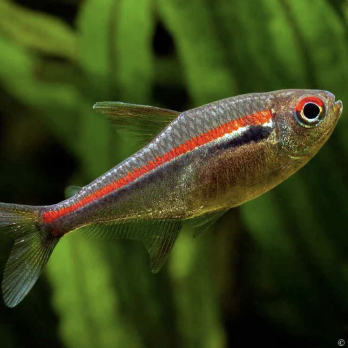 Tetra - Scarlet Amapa (Hyphessobrycon amapaensis)
