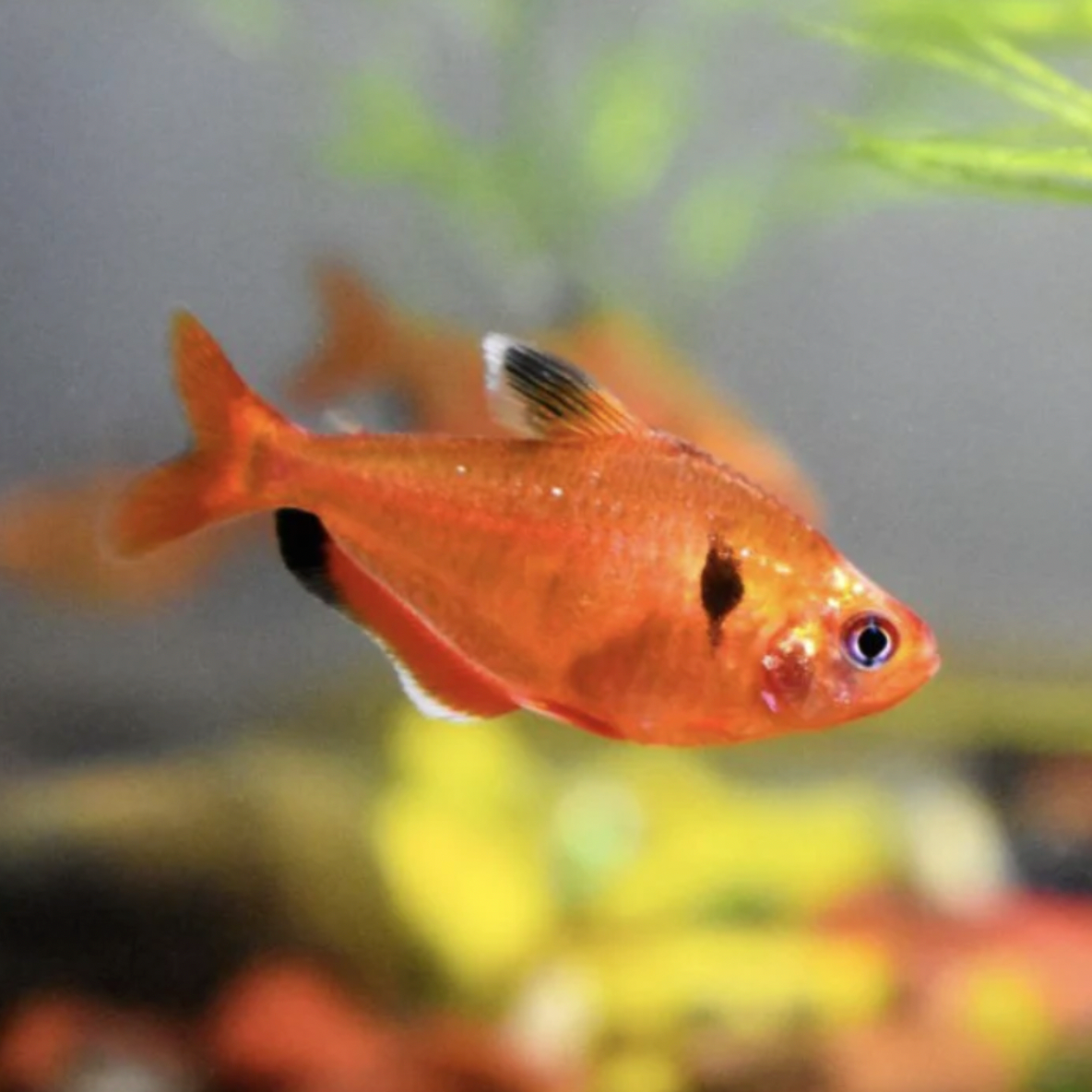 Tetra - Serpae (Hyphessobrycon eques)