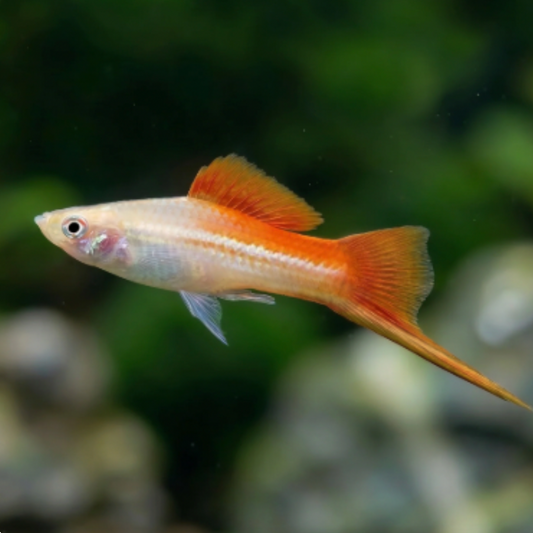 Swordtail - Pineapple (Xiphophorus hellerii)