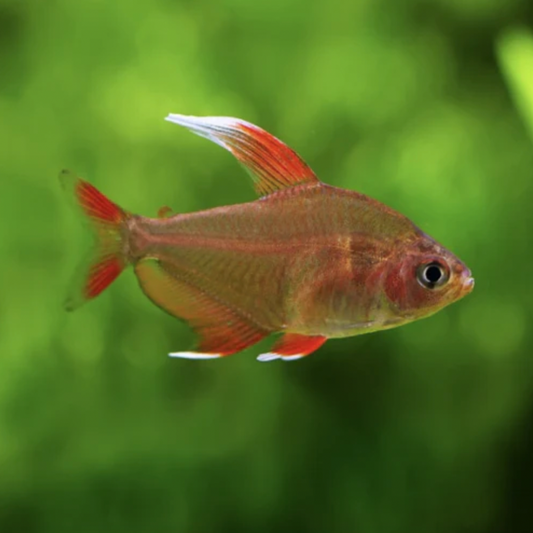 Tetra - White Fin Ornate (Hyphessobrycon bentosi)