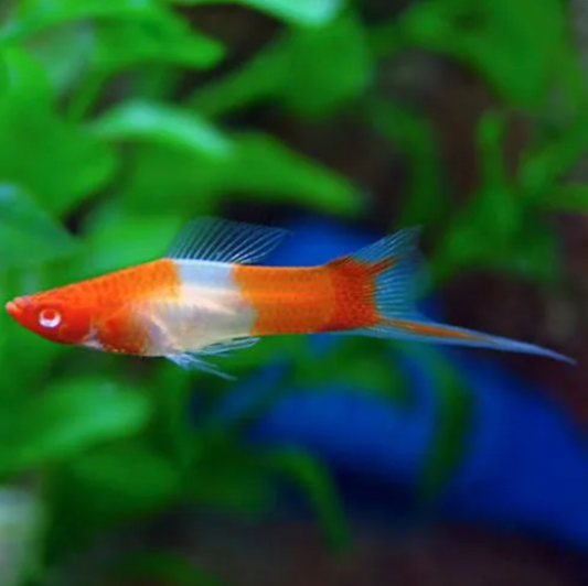 Swordtail - Kohaku Koi (Xiphophorus hellerii)