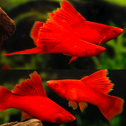 Swordtail - Blood Red Firecracker (Xiphophorus hellerii)