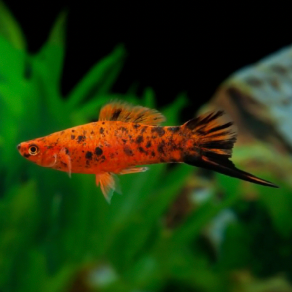 Swordtail - Berlin (Xiphophorus hellerii)