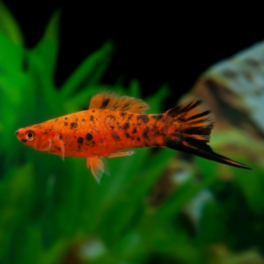 Swordtail - Berlin (Xiphophorus hellerii)