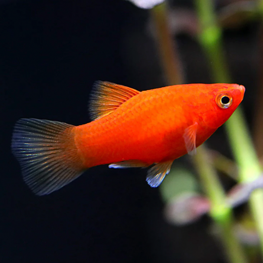 Platy - Red (Xiphophorus maculatus)
