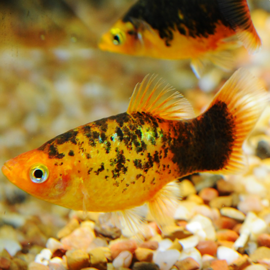 Platy - Calico (Xiphophorus maculatus)