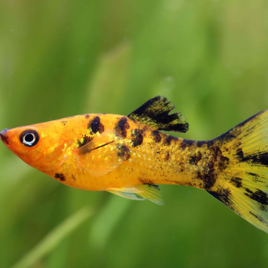 Molly - Red Calico Lyretail (Poecilia sphenops)