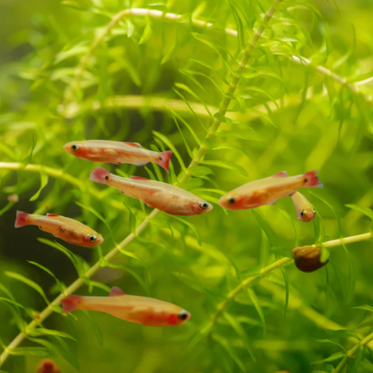 Minnow - Golden White Cloud (Tanichthys albonubes)