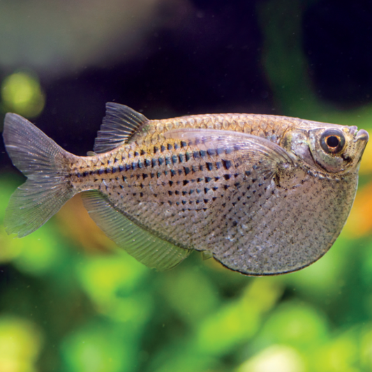 Hatchetfish - Silver (Gasteropelecus levis)
