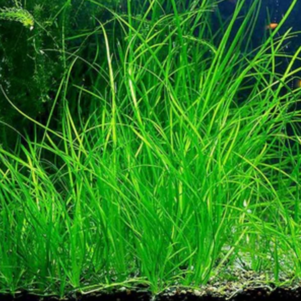 Thin Vallisneria (Bunch)