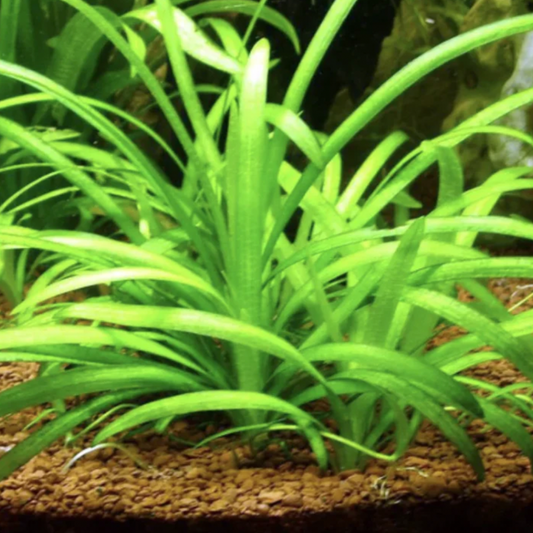 Sagittaria Subulata (Single Plant)