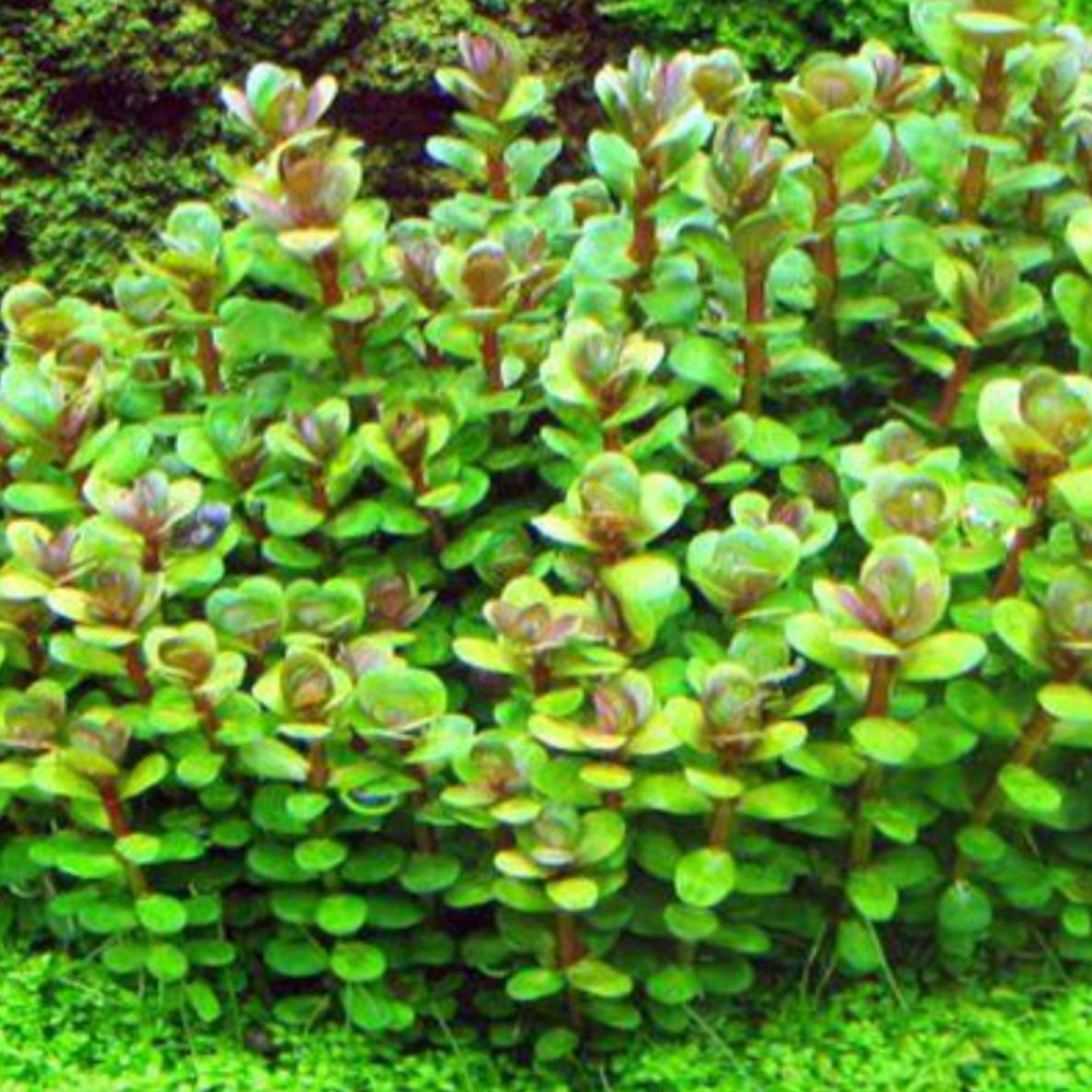 Rotala Indica Bonsai